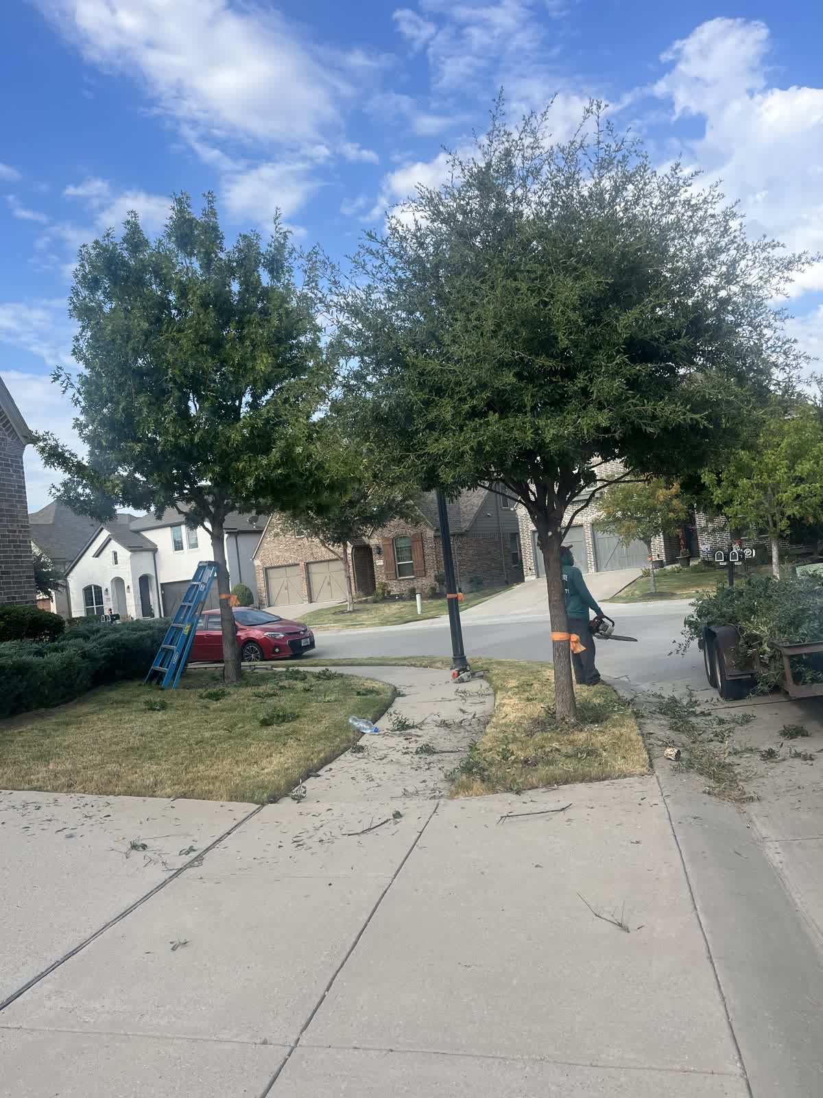 Jose trimming the same oak, trailer loaded behind him
