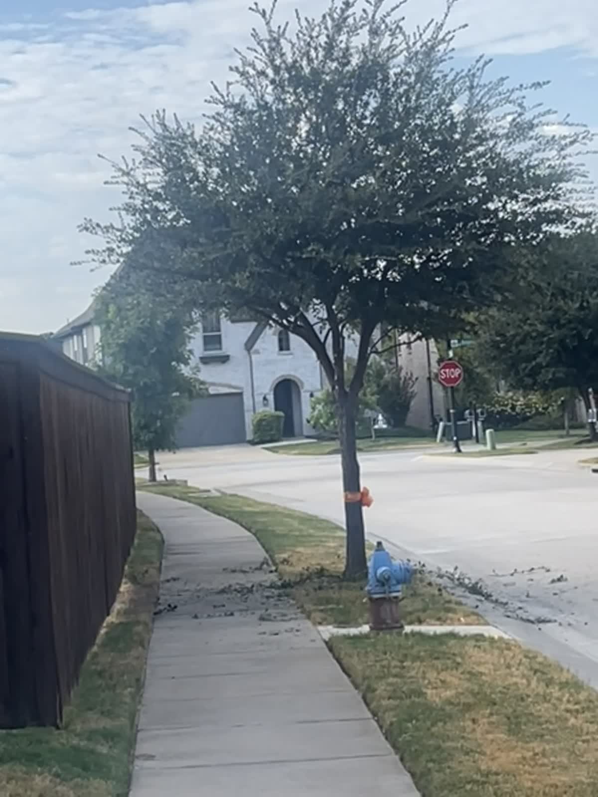 Same live oak after trimming, canopy raised