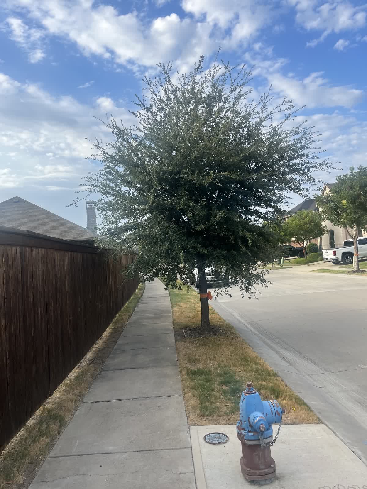 Live oak on the parkway before trimming