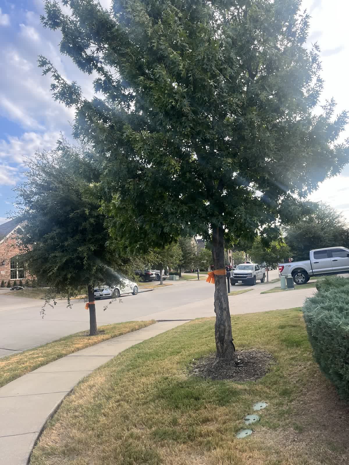 Oak on a corner lot before trimming